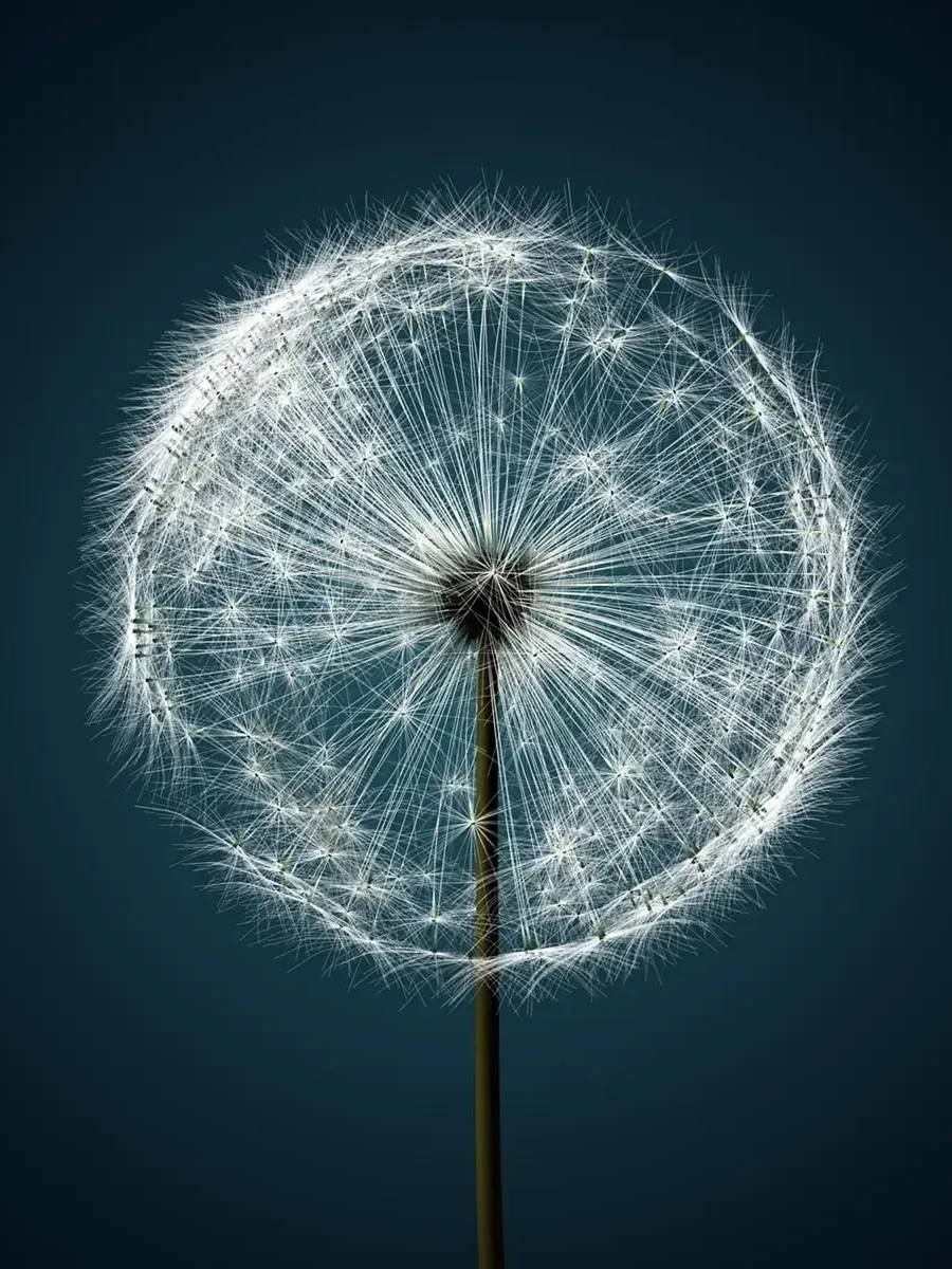 Pusteblume gewöhnlicher Löwenzahn