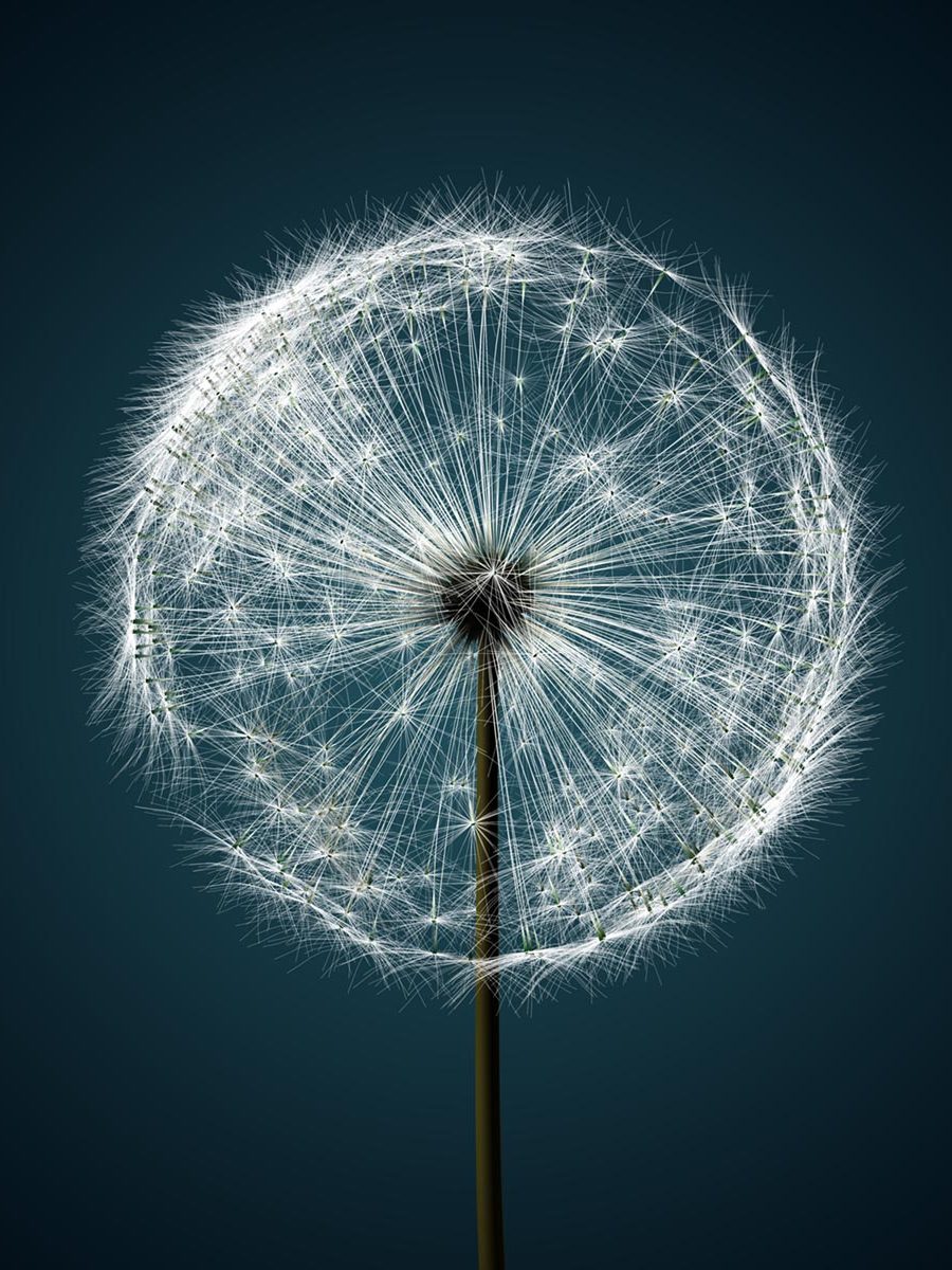 Pusteblume.jpg
